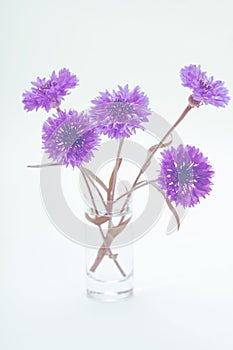 Blue cornflower. Flower bouquet.