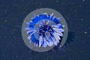 Blue cornflower flower on a dark background