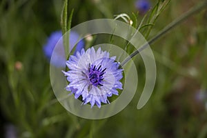 Blue cornflower on grass background