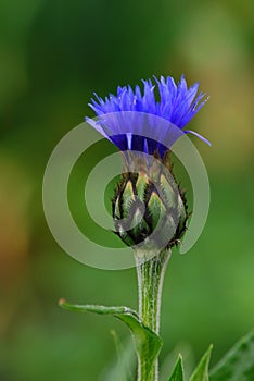 Blue cornflower green background