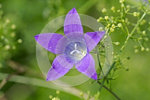 Blue cornflower on green background