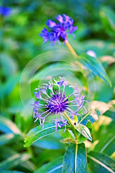 Blue cornflower with green background. Arable plant and medicinal plant. Centaurea cyanus photo