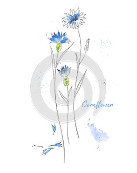 Blue cornflower hand drawn watercolor illustration. Wildflower aquarelle paint drawing.