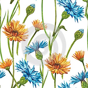 Blue Cornflower Herb or bachelor button flower bouquet with Calendula flowers isolated on white background. Set of