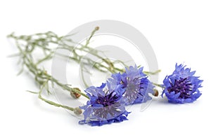 Blue Cornflower Herb or bachelor button flower bouquet isolated on white