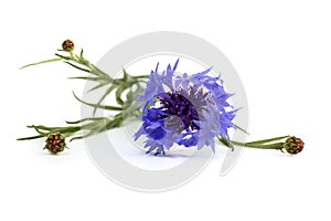 Blue Cornflower Herb or bachelor button flower bouquet isolated on white