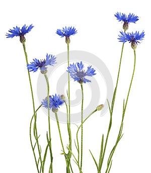 Blue Cornflower Herb or bachelor button flower bouquet isolated on white background