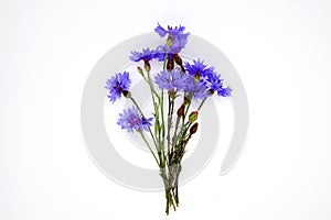 Blue Cornflower Herb or bachelor button flower bouquet isolated on white background cutout