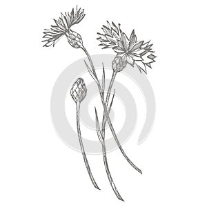 Blue Cornflower Herb or bachelor button flower bouquet isolated on white background. Set of drawing cornflowers, floral