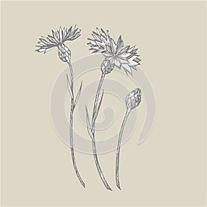 Blue Cornflower Herb or bachelor button flower bouquet isolated on white background. Set of drawing cornflowers, floral