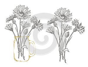 Blue Cornflower Herb or bachelor button flower bouquet isolated on white background. Set of drawing cornflowers, floral