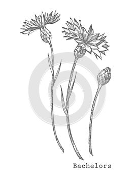 Blue Cornflower Herb or bachelor button flower bouquet isolated on white background. Set of drawing cornflowers, floral