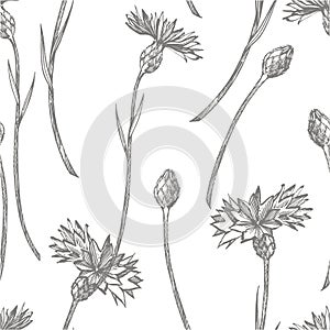 Blue Cornflower Herb or bachelor button flower bouquet isolated on white background. Set of drawing cornflowers, floral