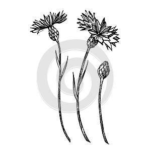 Blue Cornflower Herb or bachelor button flower bouquet isolated on white background. Set of drawing cornflowers, floral