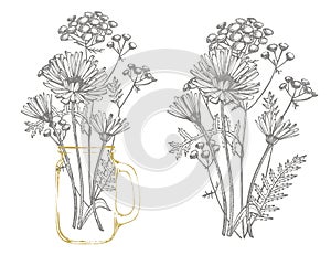 Blue Cornflower Herb or bachelor button flower bouquet isolated on white background. Set of drawing cornflowers, floral