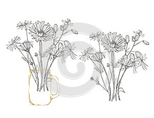 Blue Cornflower Herb or bachelor button flower bouquet isolated on white background. Set of drawing cornflowers, floral