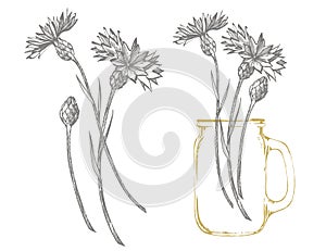 Blue Cornflower Herb or bachelor button flower bouquet isolated on white background. Set of drawing cornflowers, floral