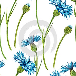 Blue Cornflower Herb or bachelor button flower bouquet isolated on white background. Set of drawing cornflowers, floral