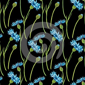 Blue Cornflower Herb or bachelor button flower bouquet isolated on white background. Set of drawing cornflowers, floral