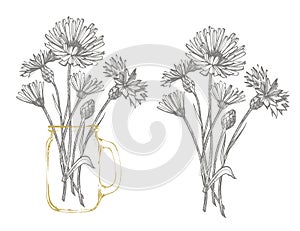 Blue Cornflower Herb or bachelor button flower bouquet isolated on white background. Set of drawing cornflowers, floral elements,