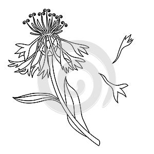 Blue Cornflower Herb or bachelor button flower bouquet isolated on white background. Set of drawing cornflowers, floral elements,