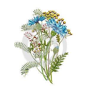 Blue Cornflower Herb or bachelor button flower bouquet with Pansy flowers isolated on white background. Set of drawing