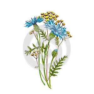 Blue Cornflower Herb or bachelor button flower bouquet with Pansy flowers isolated on white background. Set of drawing