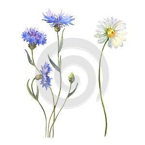 Blue Cornflower herb and chamomile isolated on white background. Set of floral elements, watercolor botanical