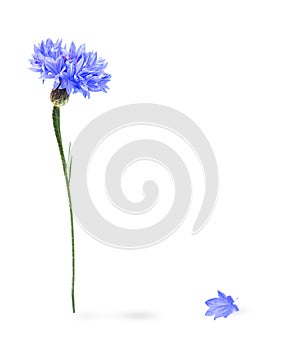 Blue cornflower isolated