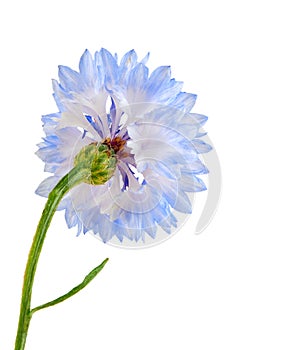 Blue cornflower isolated on the white background.