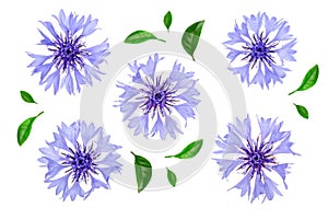 Blue cornflower isolated on white background macro