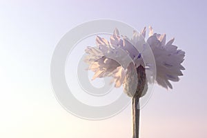 Blue Cornflower with Pastel Blue Sky Background