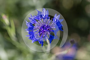 Blue Cornflower with Purple Center Closeup