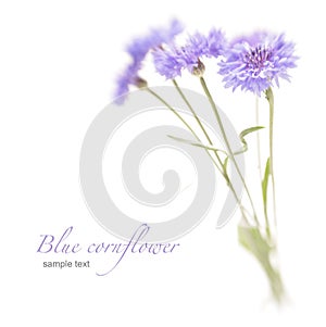 Blue cornflower. Soft focus. Made with lens-baby
