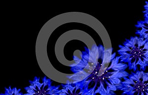 Blue cornflower spring border