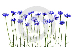 Blue cornflowers