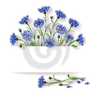 Blue cornflowers