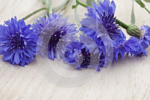 Blue cornflowers for background or screensaver