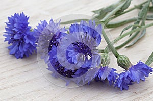 Blue cornflowers for background or screensaver