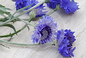 Blue cornflowers for background or screensaver