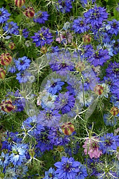 Blue cornflowers in bloom