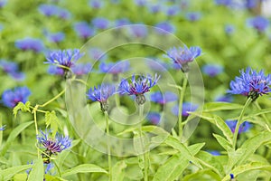 Blue cornflowers blooming in a summer garden