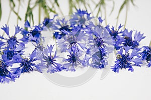 Blue cornflowers bouquet, summer flowers on white background, floral background, beautiful small cornflowers close up