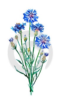 Blue cornflowers bouquet. photo