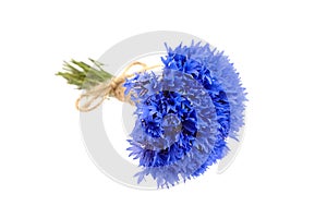 Blue cornflowers bunch isolated on white background