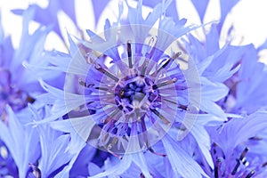 Blue Cornflowers Close-Up