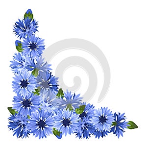 Blue cornflowers corner. Vector illustration.