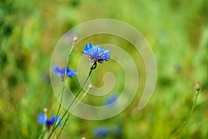 Blue cornflowers in the field. Blooming wildflowers close-up. Beautiful garden with colorful flowers. A bouquet of flowers for a