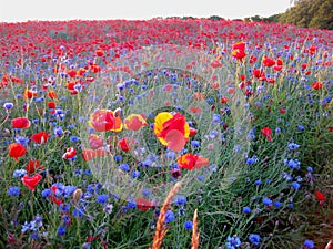 Blue cornflowers in front of poppy field and the forest in the background