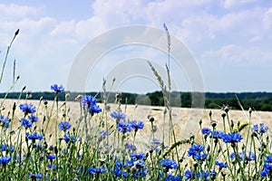 Blue cornflowers in front of ripe rye field